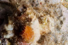 Thylacodes natalensis