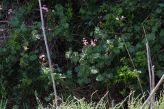 Pelargonium frutetorum