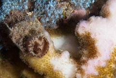 Thylacodes natalensis