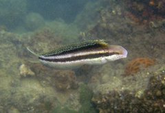 Petroscirtes breviceps