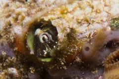 Antennablennius bifilum