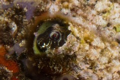 Antennablennius bifilum