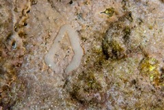 Nudipleura