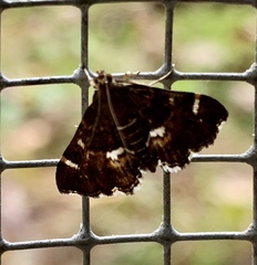 Hymenia