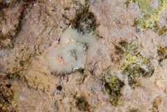 Nudipleura