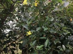 Stigmaphyllon ellipticum