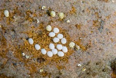 Nerita albicilla