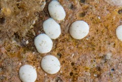 Nerita albicilla