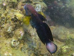 Amblygobius phalaena