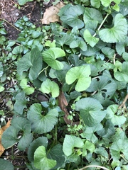 Magnoliopsida