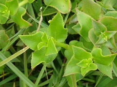 Crassula sarmentosa