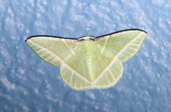 Dichorda consequaria