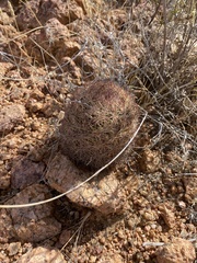 Echinomastus intertextus dasyacanthus