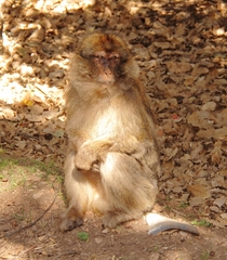 Macaca sylvanus