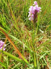 Dactylorhiza maculata ericetorum