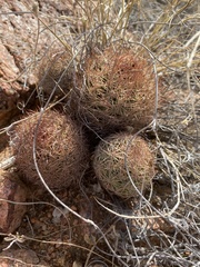 Echinomastus intertextus dasyacanthus