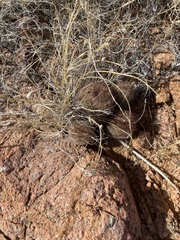 Echinomastus intertextus dasyacanthus