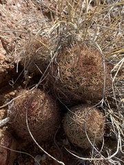 Echinomastus intertextus dasyacanthus