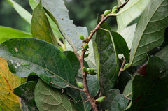 Phyllanthaceae