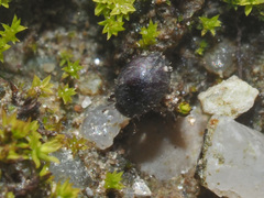 Chaetophora spinosa
