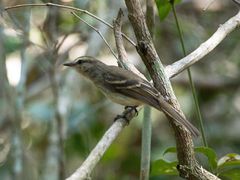 Cnemotriccus fuscatus