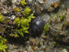 Chaetophora spinosa