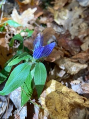 Gentiana decora