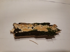 Steccherinum nitidum