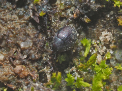 Chaetophora spinosa
