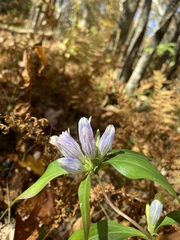 Gentiana decora