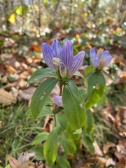 Gentiana decora