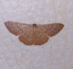 Lepidoptera
