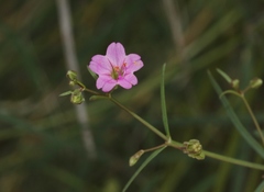 Mirabilis coccinea