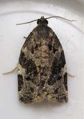 Archips mortuana