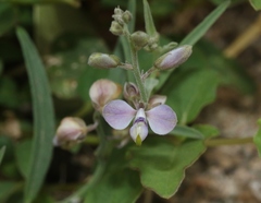 Hebecarpa barbeyana