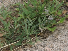 Hebecarpa barbeyana
