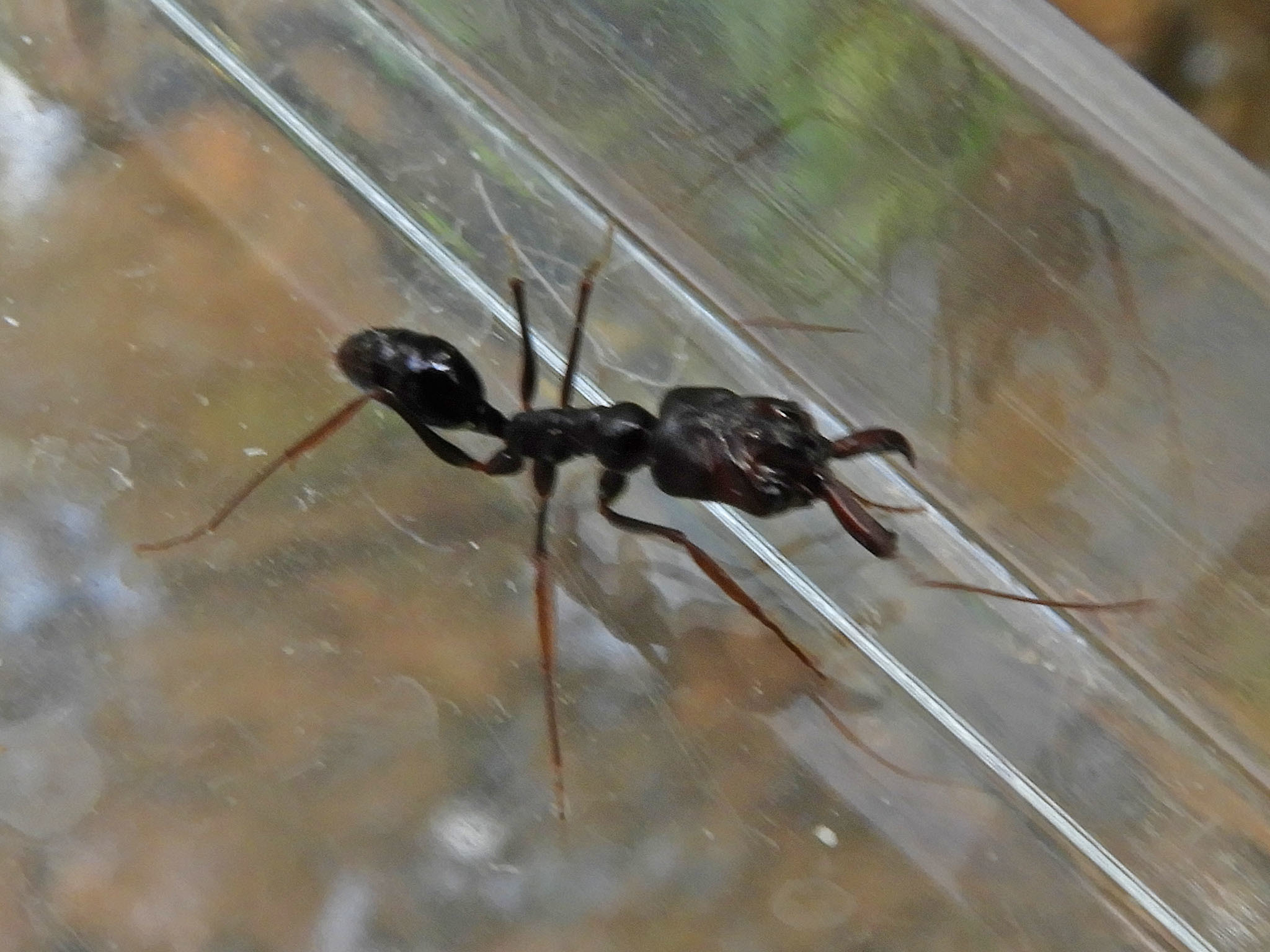 Odontomachus assiniensis