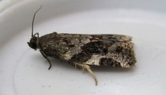 Archips mortuana