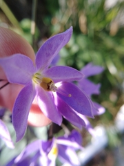 Solanum seaforthianum