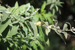 Buddleja scordioides