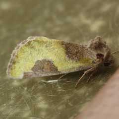 Chalcopasta fulgens