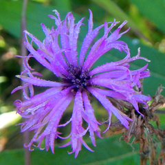 Liatris squarrosa