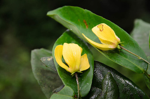 Desmos cochinchinensis