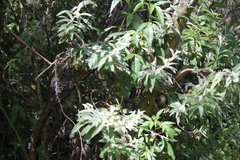 Buddleja scordioides