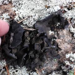 Umbilicaria polyphylla