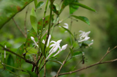 Prismatomeris