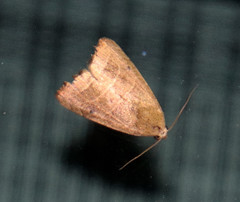 Bagisara repanda