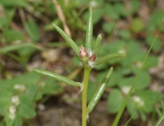 Portulaca suffrutescens
