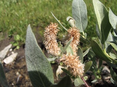 Salix wolfii