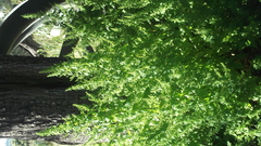 Dysphania graveolens